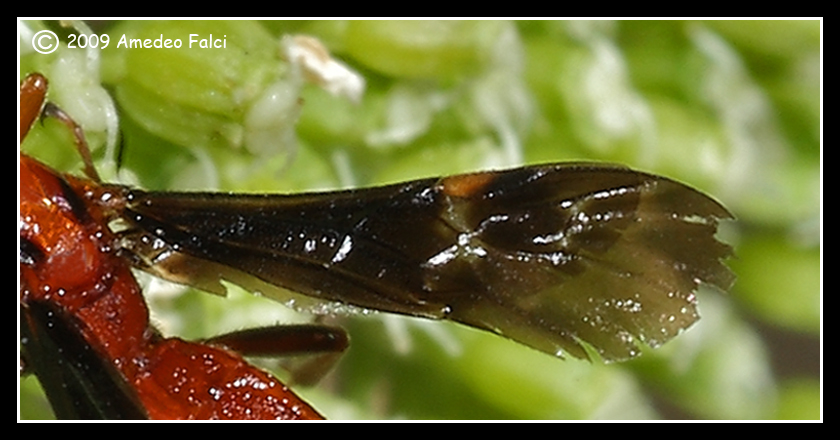 Braconidae rossastro con lungo ovopositore